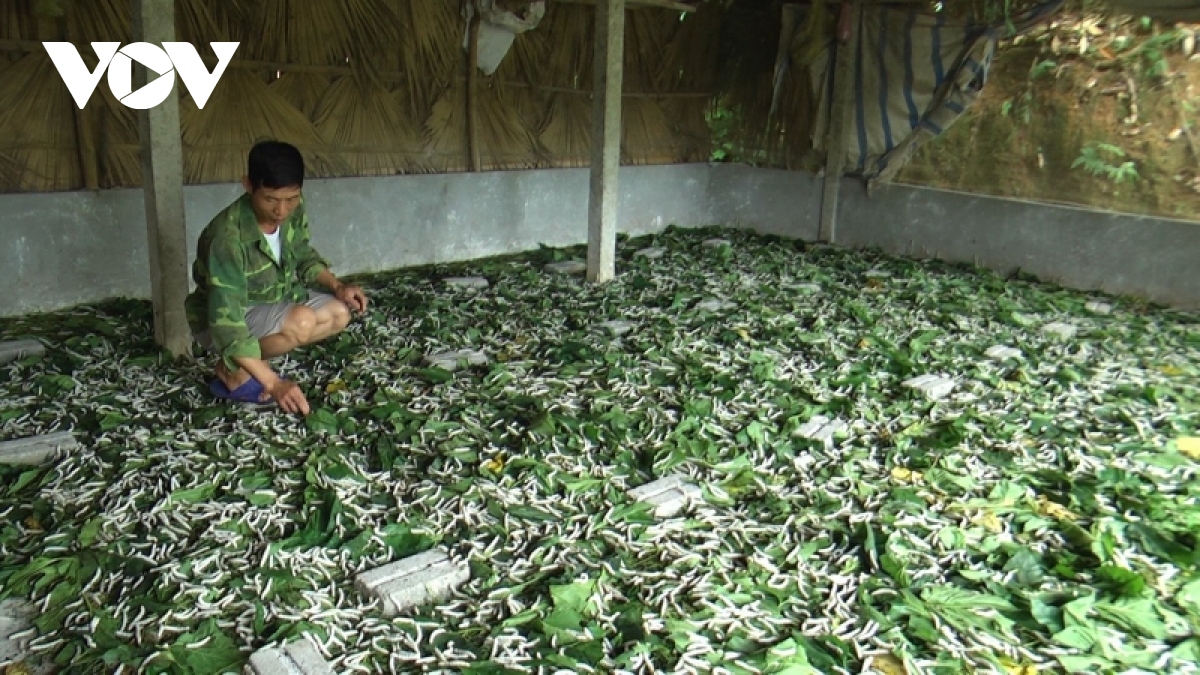 Liên kết sản xuất ở vùng trồng dâu, nuôi tằm lớn nhất Yên Bái